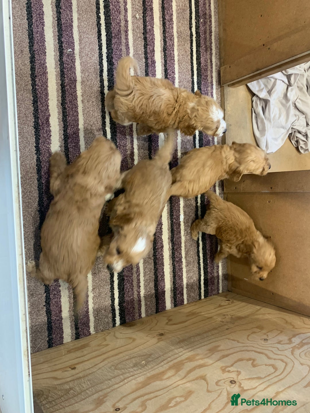 Cockapoo dogs for sale: Beautiful Cockapoo Puppies  - Image 13