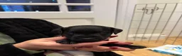 Patterdale Terrier dogs for sale: Patterdale puppies  - Advert 2
