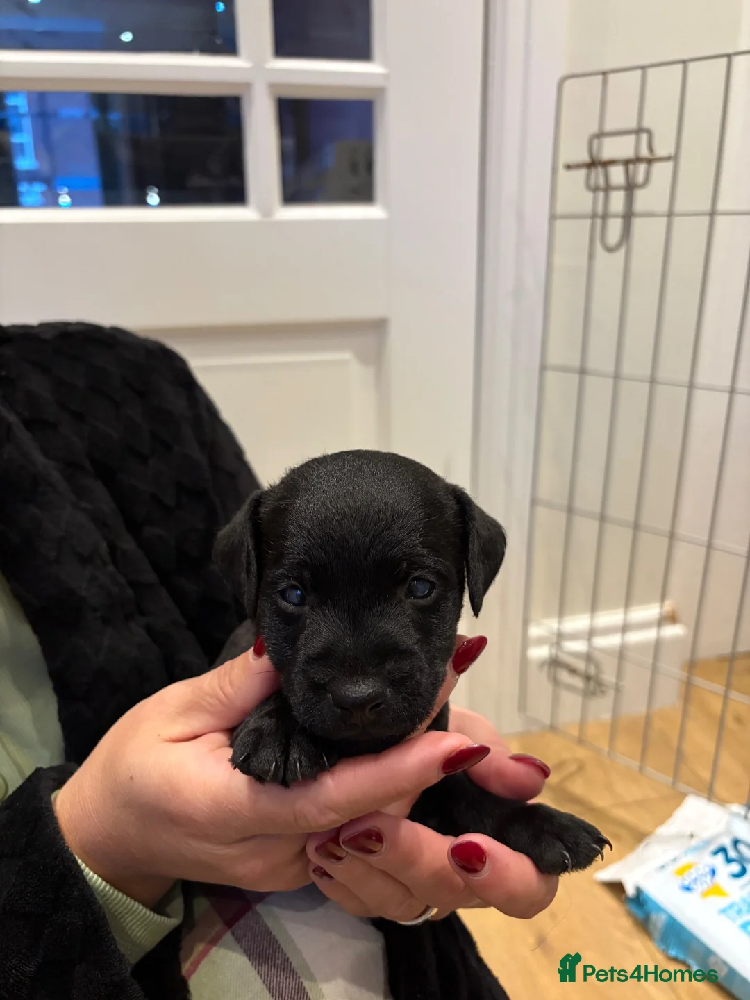 Patterdale Terrier dogs for sale: Patterdale puppies  - Advert 2