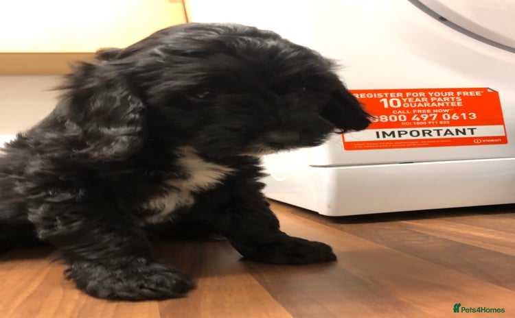 Cockapoo dogs Beautiful F1 cockapoo ready 1 boy 1 girl left  - Advert 7