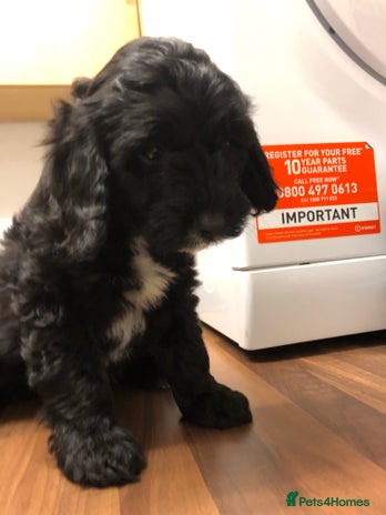 Cockapoo dogs Beautiful F1 cockapoo ready 1 boy 1 girl left - Advert 7