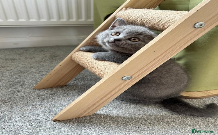 Scottish Fold cats - Advert 3
