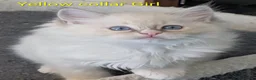 Ragdoll cats for sale: TICA registered Ragdoll kittens  in Bracknell - Advert 15