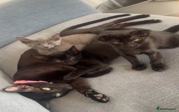 Mixed Breed cats for sale: British shorthair available  - Image 9
