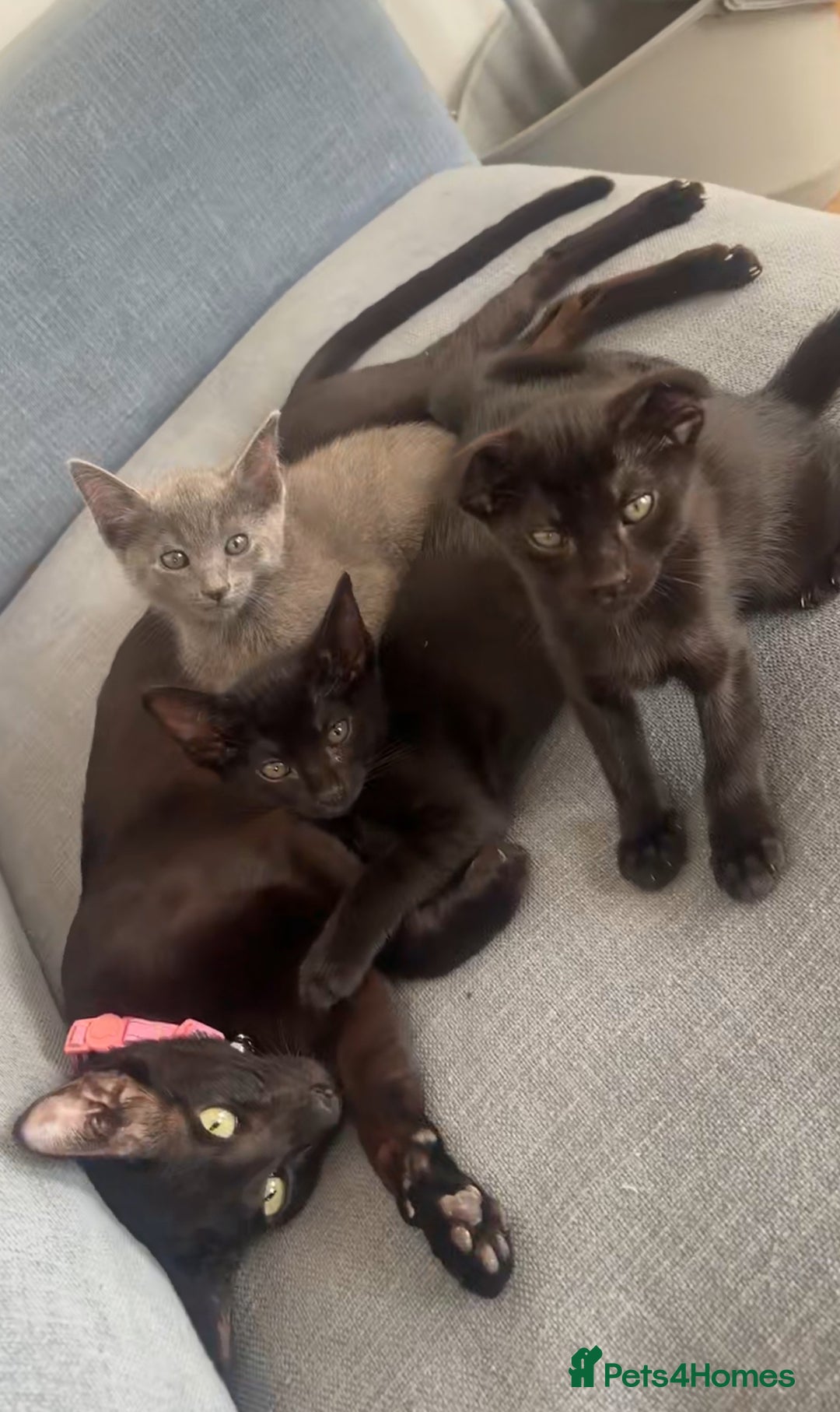 Mixed Breed cats for sale: British shorthair available  - Image 9