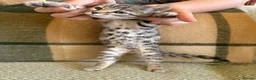 Bengal cats for sale: Exceptional Bengal Heritage Kittens in Llangammarch Wells - Advert 21