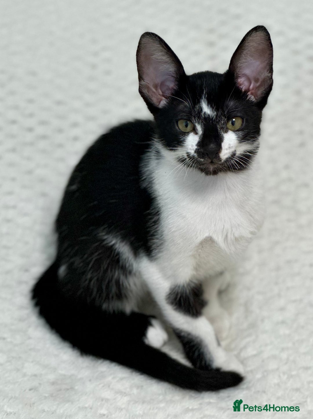 Mixed Breed cats for sale: ✨Cornish Rex Kittens Ready for New Homes Now✨ - Advert 6