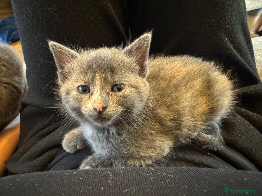 Russian Blue cats for sale: Blue Russian mix - Image 13