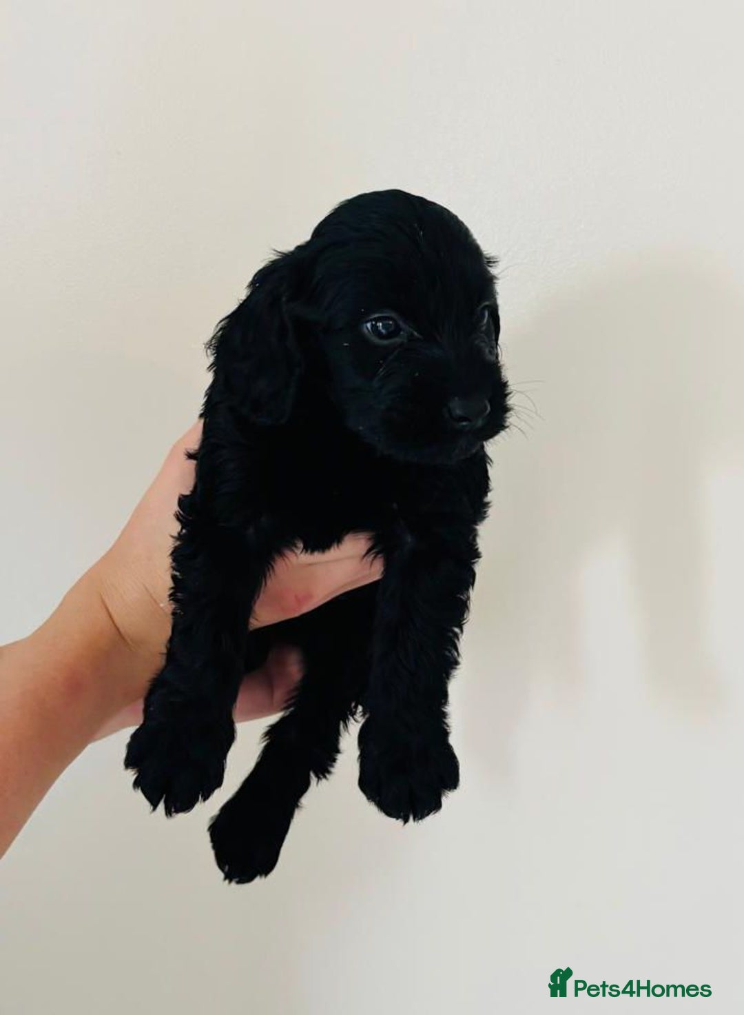 Cockapoo dogs for sale: Cockapoo Puppies  - Image 7