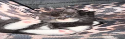 Scottish Fold cats for sale: Beautiful Scottish Fold Mix Kittens 2 Girls 1 boy in Wallington - Advert 4