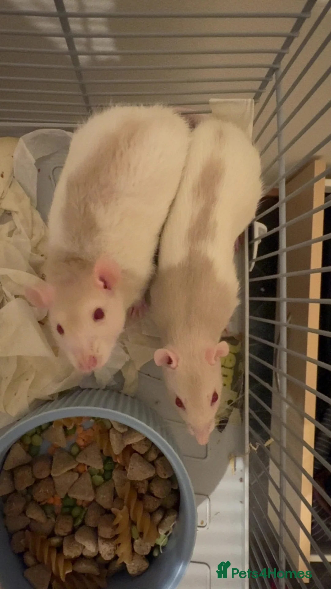 Rat rodents for sale: Very cute rats and cage in Nairn - Advert 2