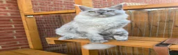 Maine Coon cats for sale: Kitten Maine Coon female black smoke  - Advert 3