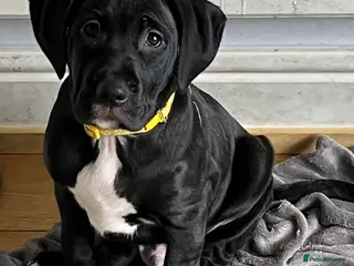 Mixed Breed dogs Cockapoo/Staffie - Advert 2