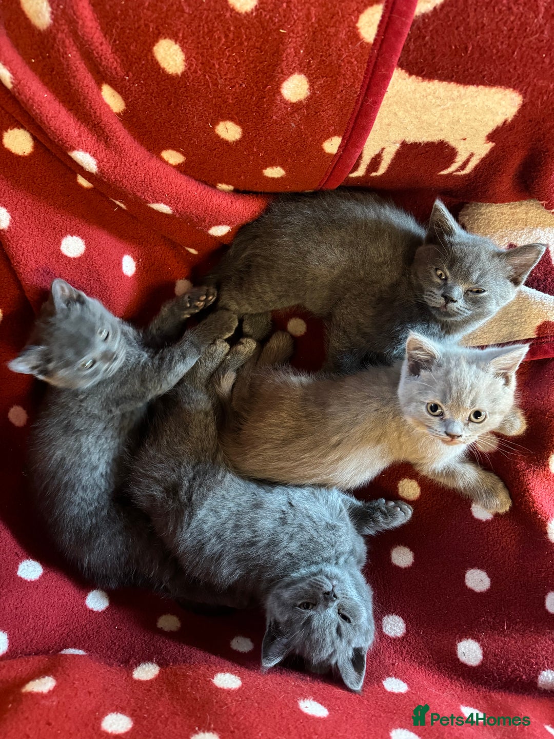 British Shorthair cats for sale: Pedigree British Shorthair Kittens - Image 2
