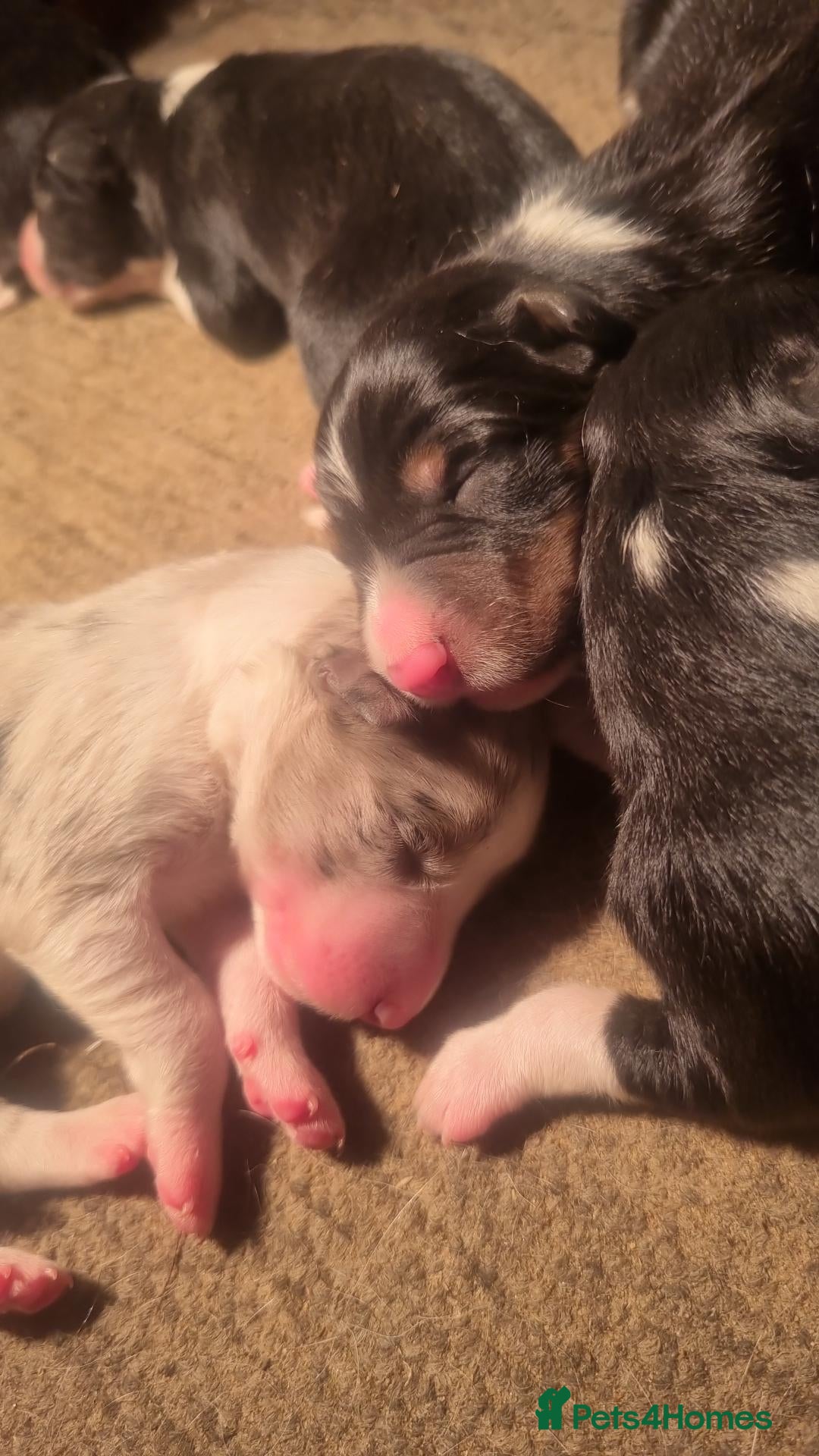 Border Collie dogs Long haired border collie puppies  - Advert 1