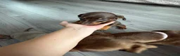 Chiweenie dogs for sale: 3 chiwennie for sale  - Advert 10