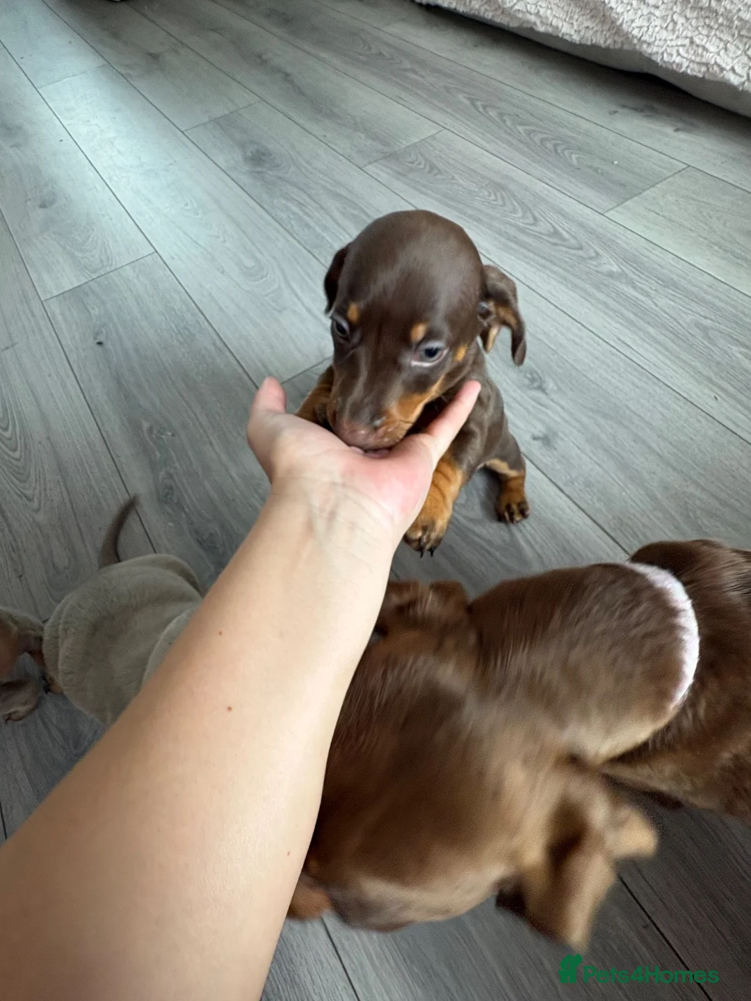 Chiweenie dogs for sale: 3 chiwennie for sale  - Advert 10