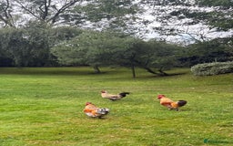 Chickens poultry for sale: 4 VERY HANDSOME HAND REARED SILKY MIX COCKERELS  - Image 13