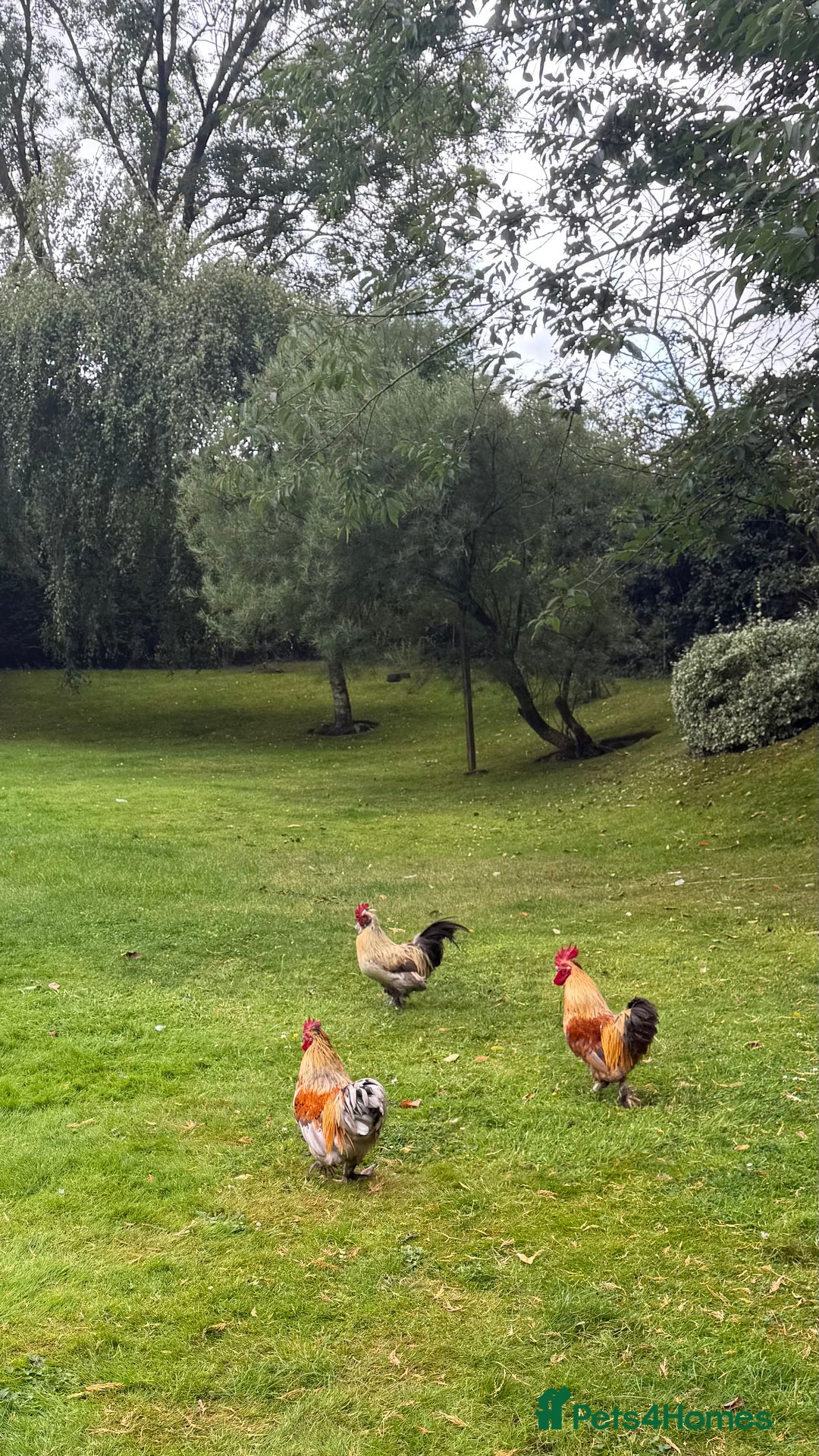 Chickens poultry for sale: 4 VERY HANDSOME HAND REARED SILKY MIX COCKERELS  - Image 13