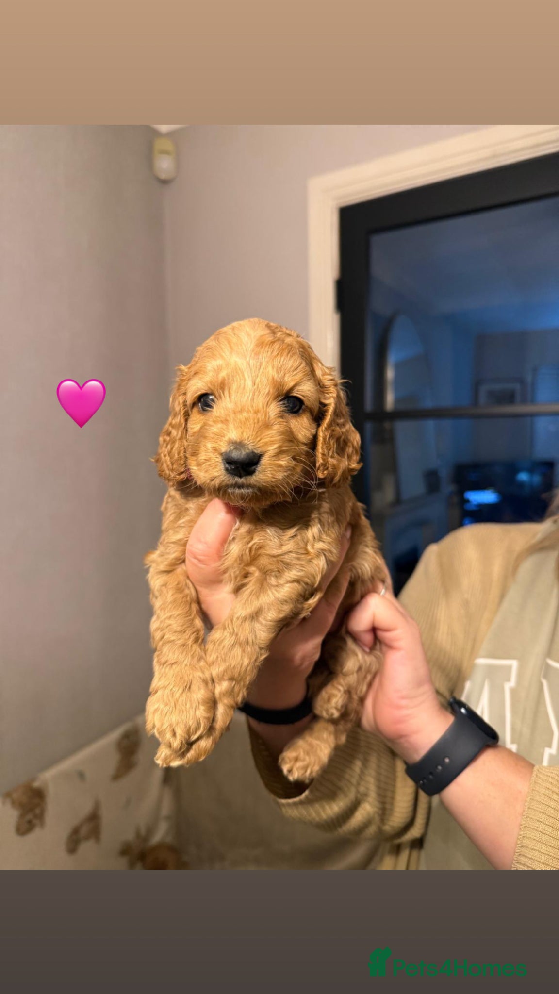 Cockapoo dogs F2 Cockapoo Puppies- Looking for Forever Homes! 🐾 - Advert 2