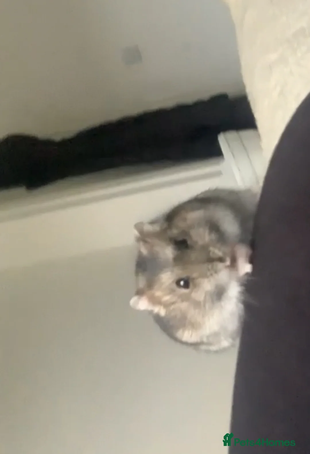 Hamster rodents for sale: Hamster For Sale! - Advert 2