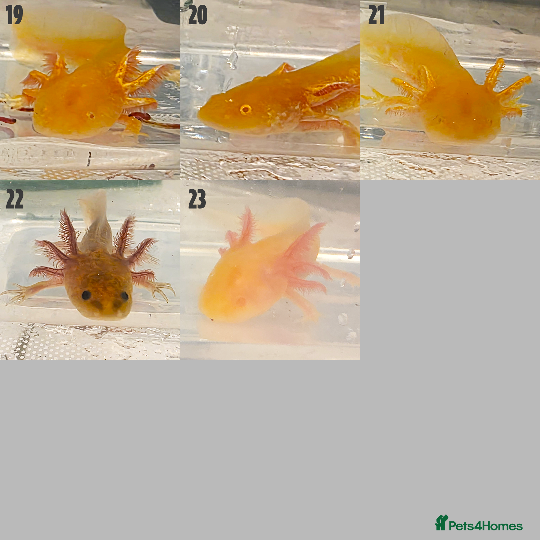 Axolotl reptiles for sale: Juvenile Axolotls - 4 Months - 4 Inches in Telford - Advert 6