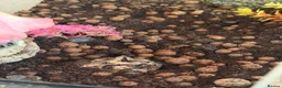 Frog reptiles for sale: Pecman frog in Reading - Advert 7