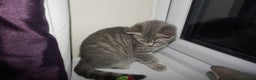 British Shorthair cats for sale: British Blue tabbies boys and girls - Advert 11