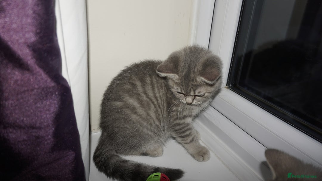 British Shorthair cats for sale: British Blue tabbies boys and girls - Advert 11