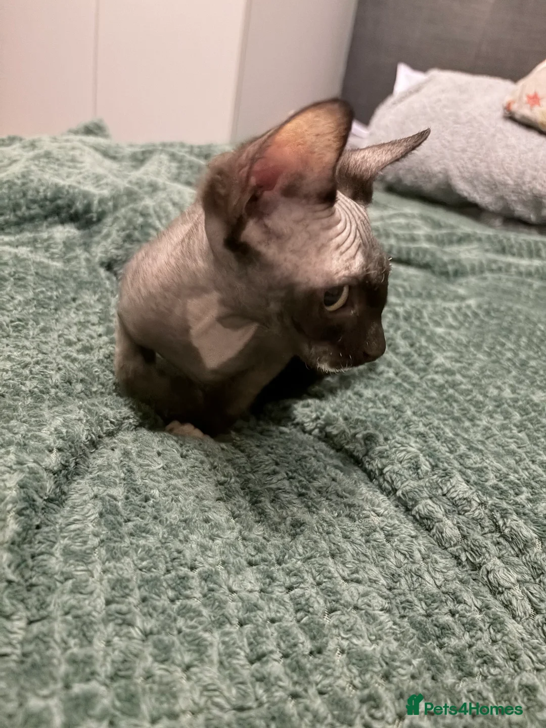 Sphynx cats for sale: Spynx kitten for sale  - Advert 8