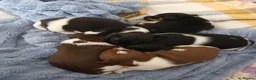 Jack Russell dogs for sale: Jack Russell puppies in Pershore - Advert 1