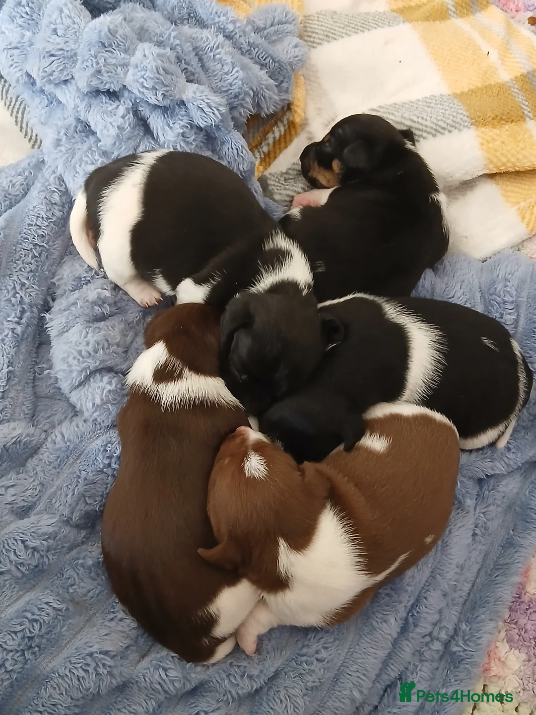 Jack Russell dogs for sale: Jack Russell puppies in Pershore - Advert 1