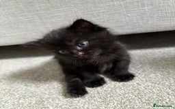Mixed Breed cats for sale: Maine Coon mixed kittens  - Image 5