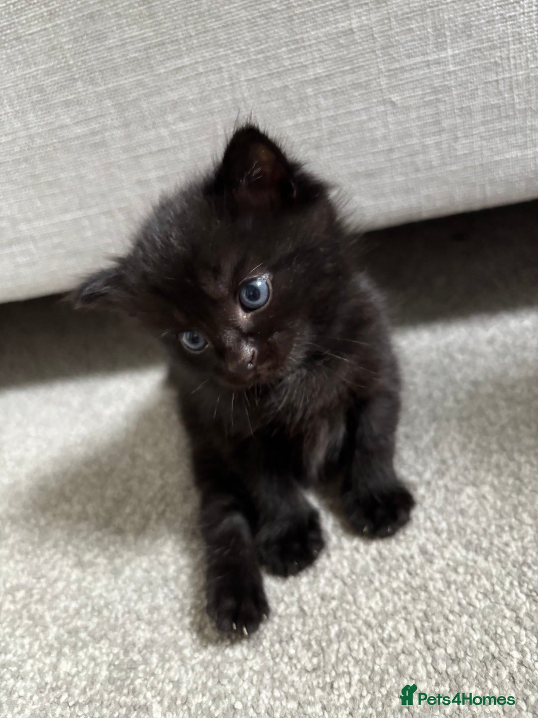 Mixed Breed cats for sale: Maine Coon mixed kittens  - Image 5