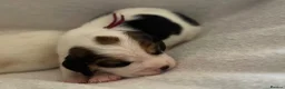 Beagle dogs for sale: Health Tested & Kennel Club Registered Beagle Pups - Advert 1