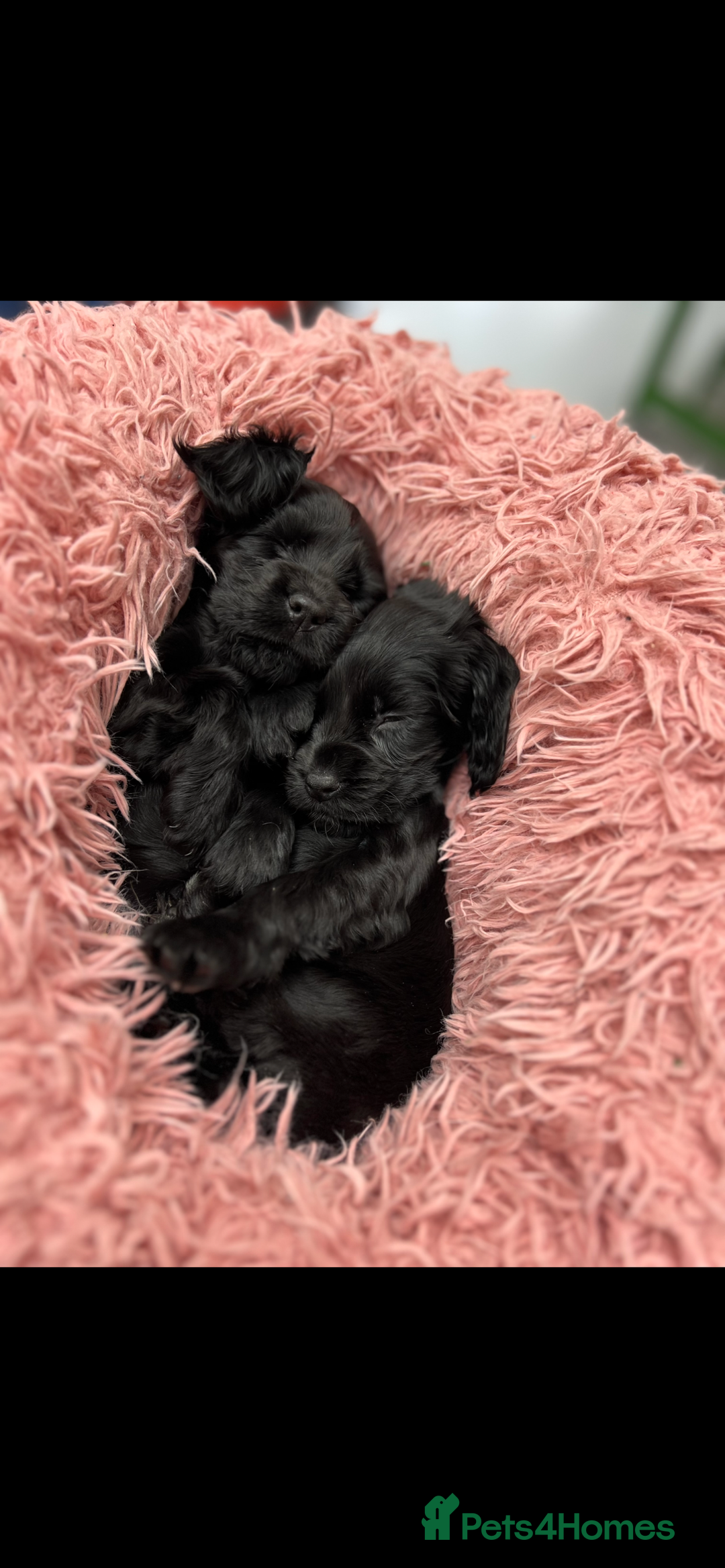 Cocker Spaniel dogs for sale: Show Cocker Spaniel   in London - Image 17