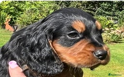 Cocker Spaniel dogs for sale:  *ONLY 1 LEFT* BLACK & TAN KC COCKER DOG  - Image 2