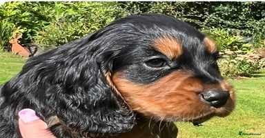 Cocker Spaniel dogs - Advert 10