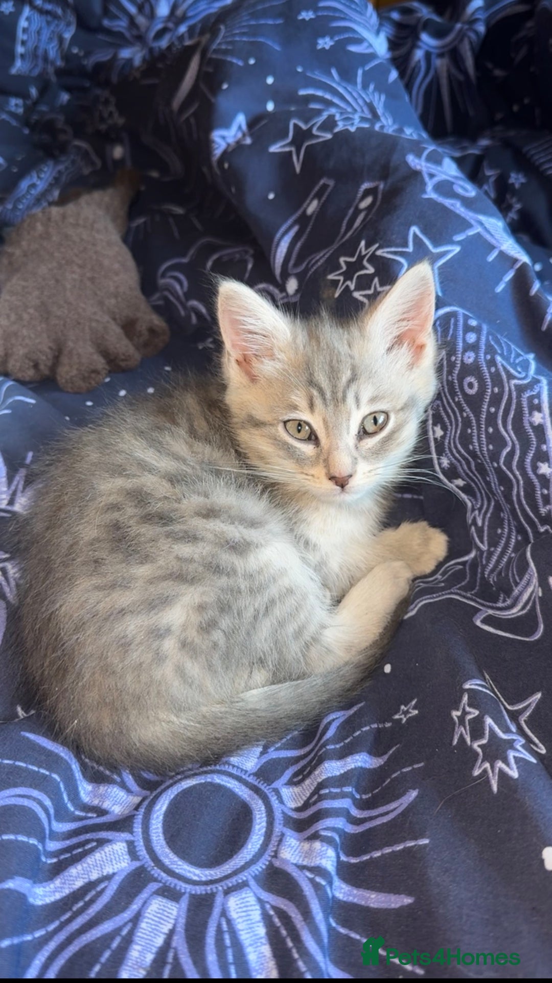 British Shorthair cats for sale: mixed british shorthairs  - Advert 2