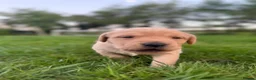 Labrador Retriever dogs for sale: Fox Red Labrador  - Advert 7