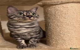 Bengal cats for sale: Special Silver Bengal Queen ❤️ - Image 9