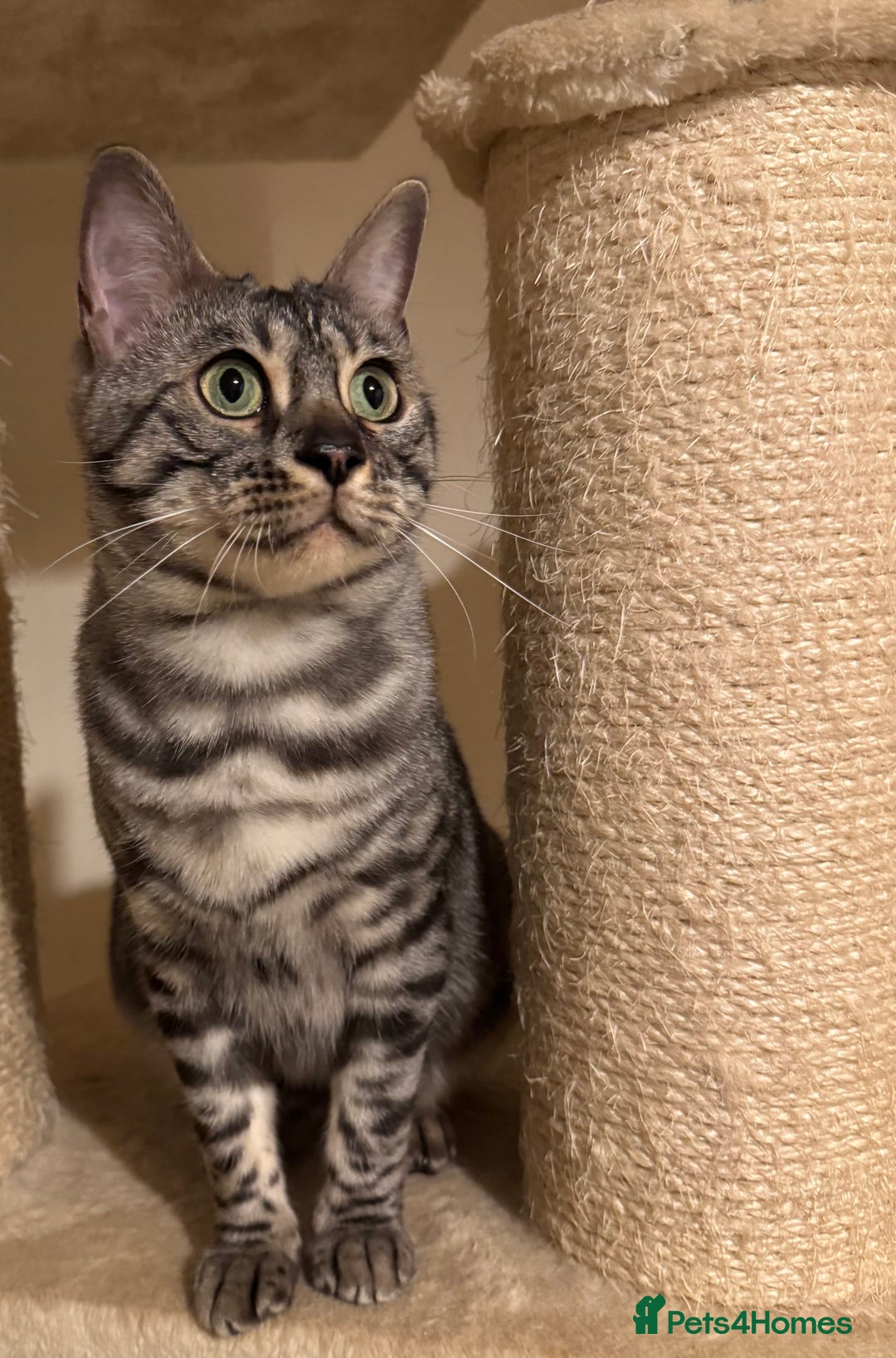 Bengal cats for sale: Special Silver Bengal Queen ❤️ - Image 9