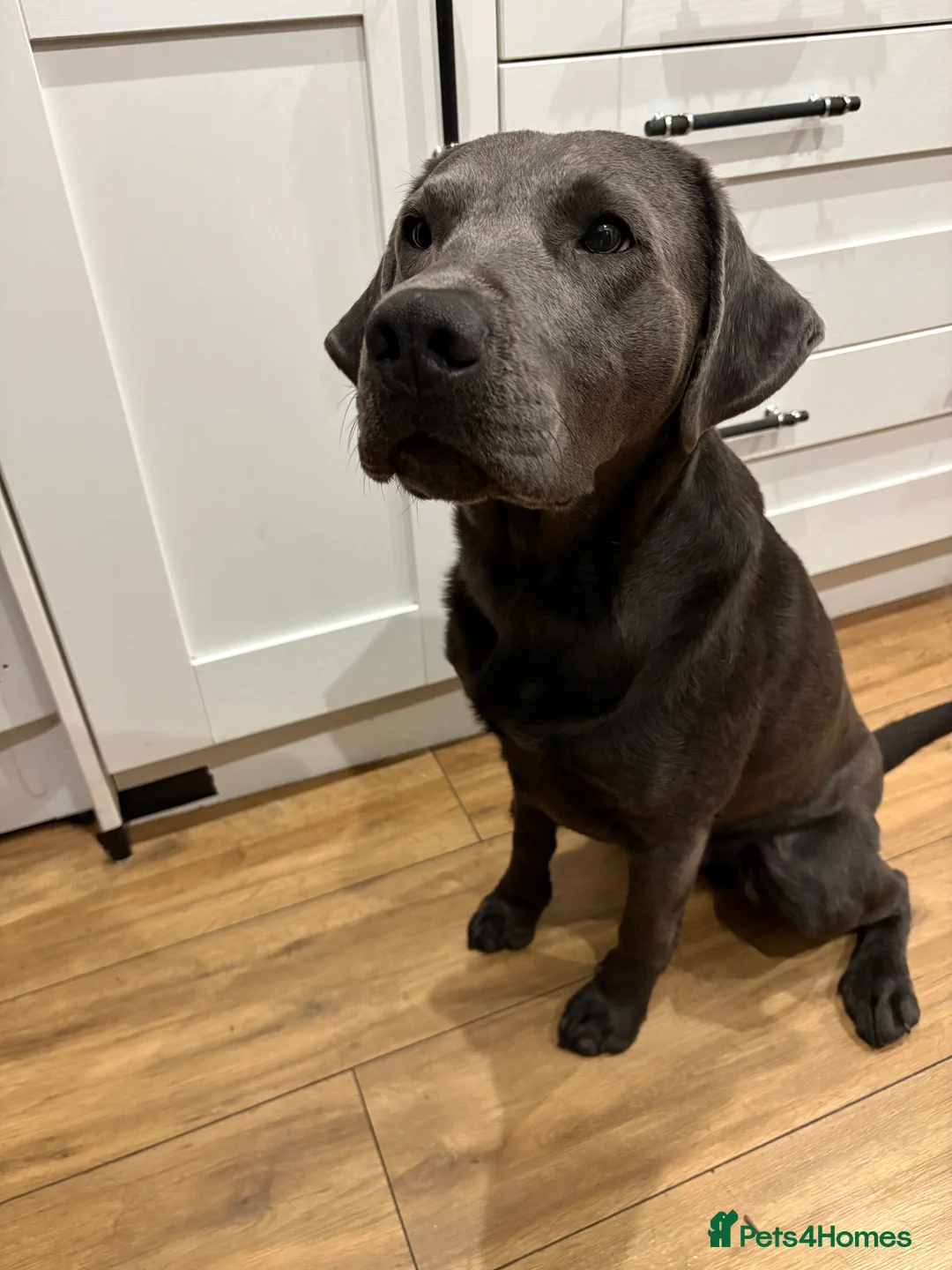 Labrador Retriever dogs for stud: Charcoal Labrador For Stud - Advert 4