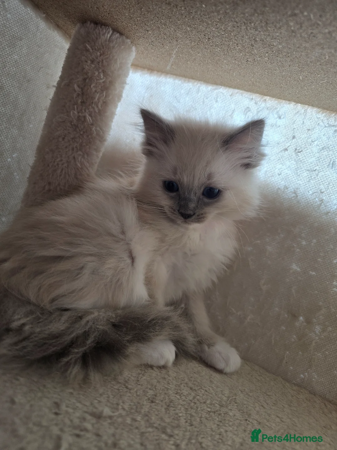 Ragdoll cats for sale: Ragdoll  - Advert 5