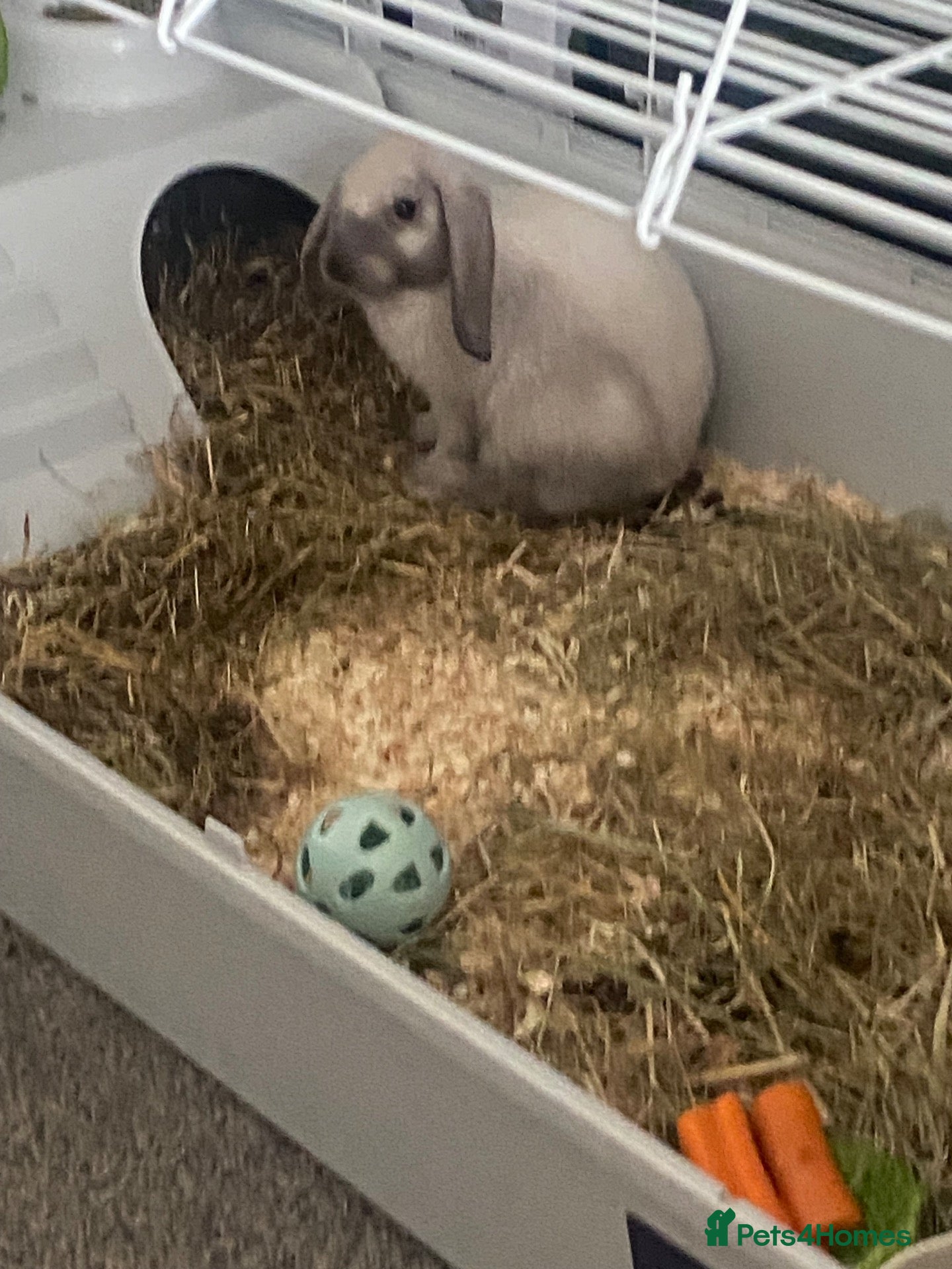 Mini Lop rabbits Male rabbit  - Advert 1