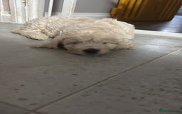 Goldendoodle dogs for sale: 1 girl remaining stunning f1 mini Goldendoodles  - Image 22