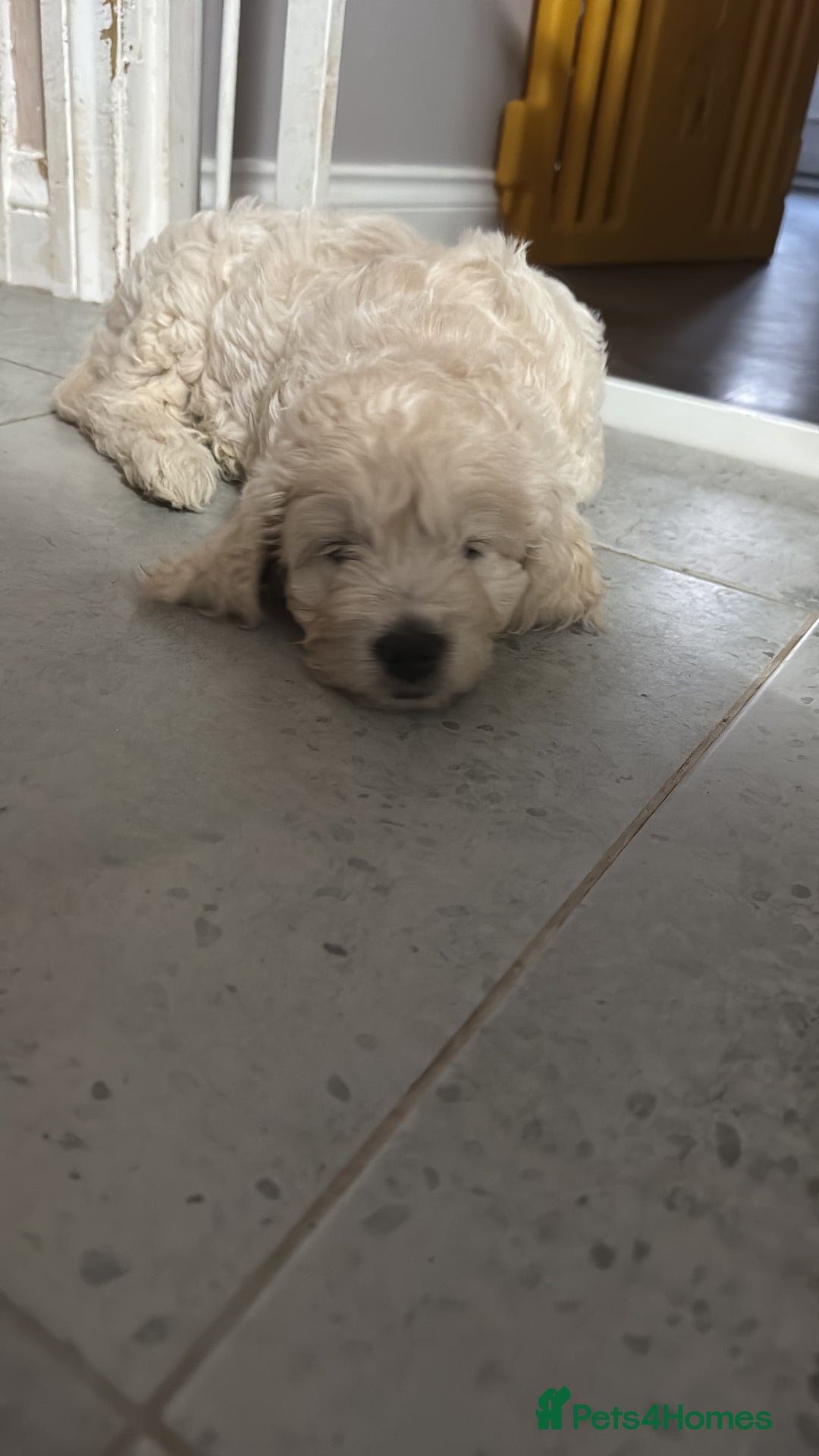 Goldendoodle dogs for sale: 1 girl remaining stunning f1 mini Goldendoodles  - Image 22