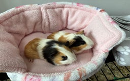 Guinea Pig rodents for sale: 3 Pairs Baby Guinea pigs (2 female pairs 1 male) - Image 6