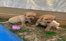 Labrador Retriever dogs for sale: Fox Red Labrador puppies  - Image 11