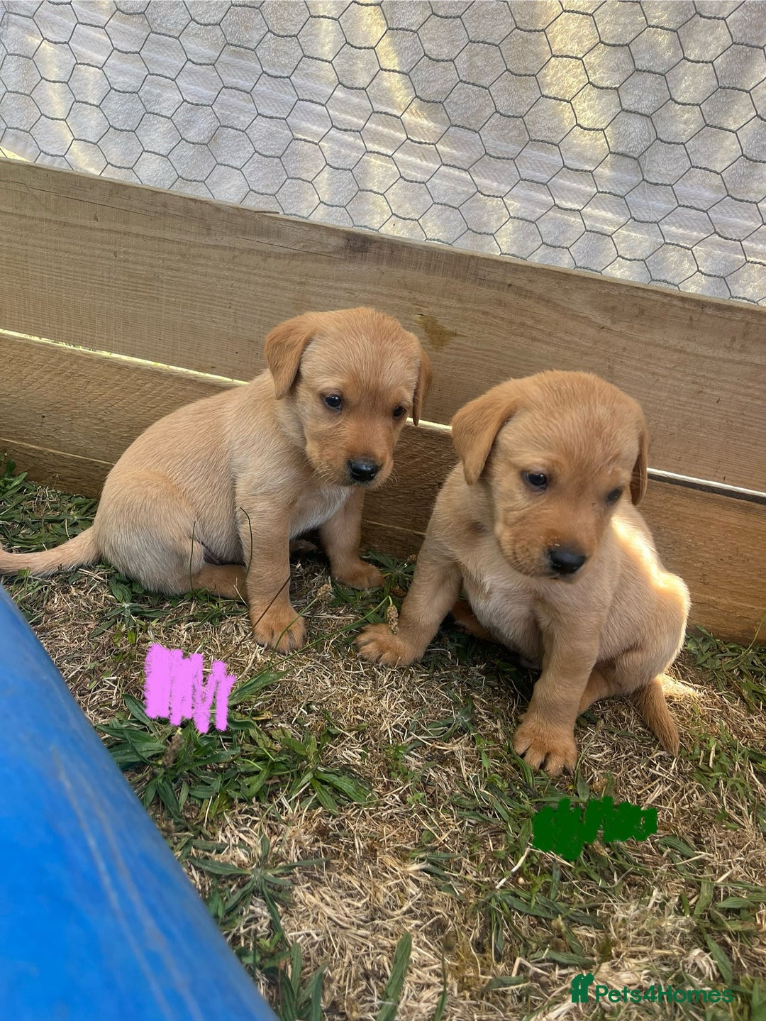 Labrador Retriever dogs for sale: Fox Red Labrador puppies  - Image 11